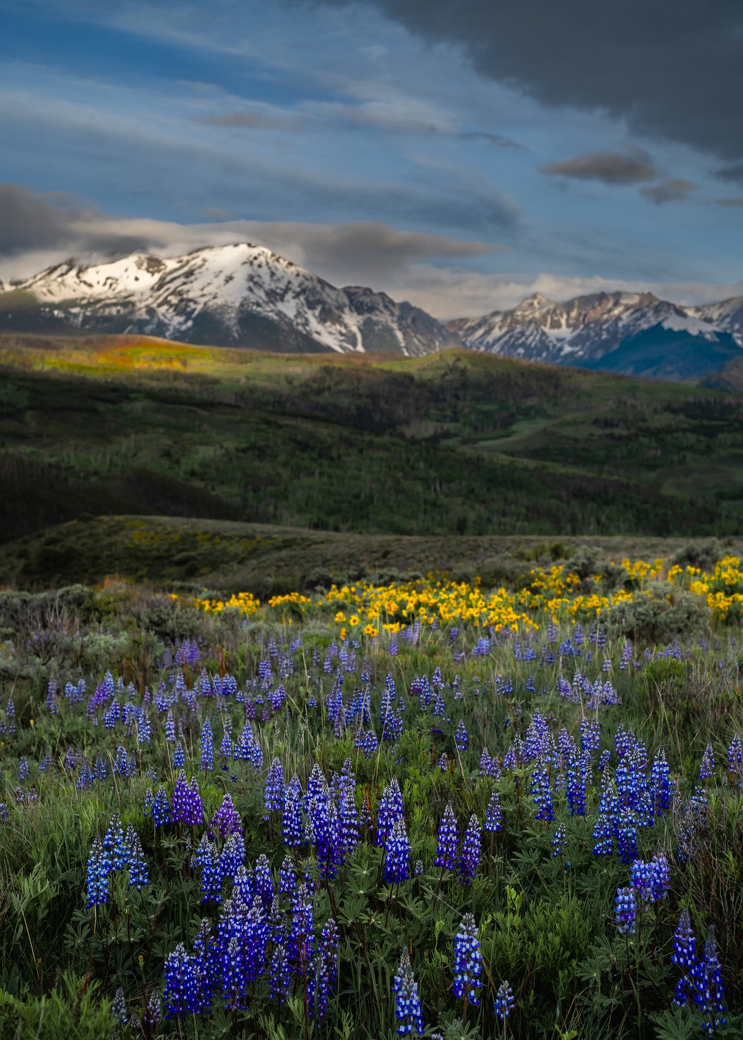 Colorado Wildflowers