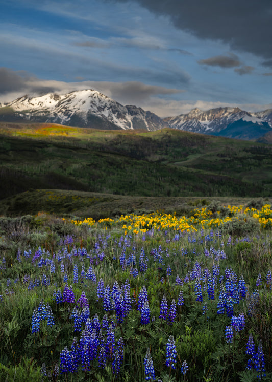 Colorado Wildflowers